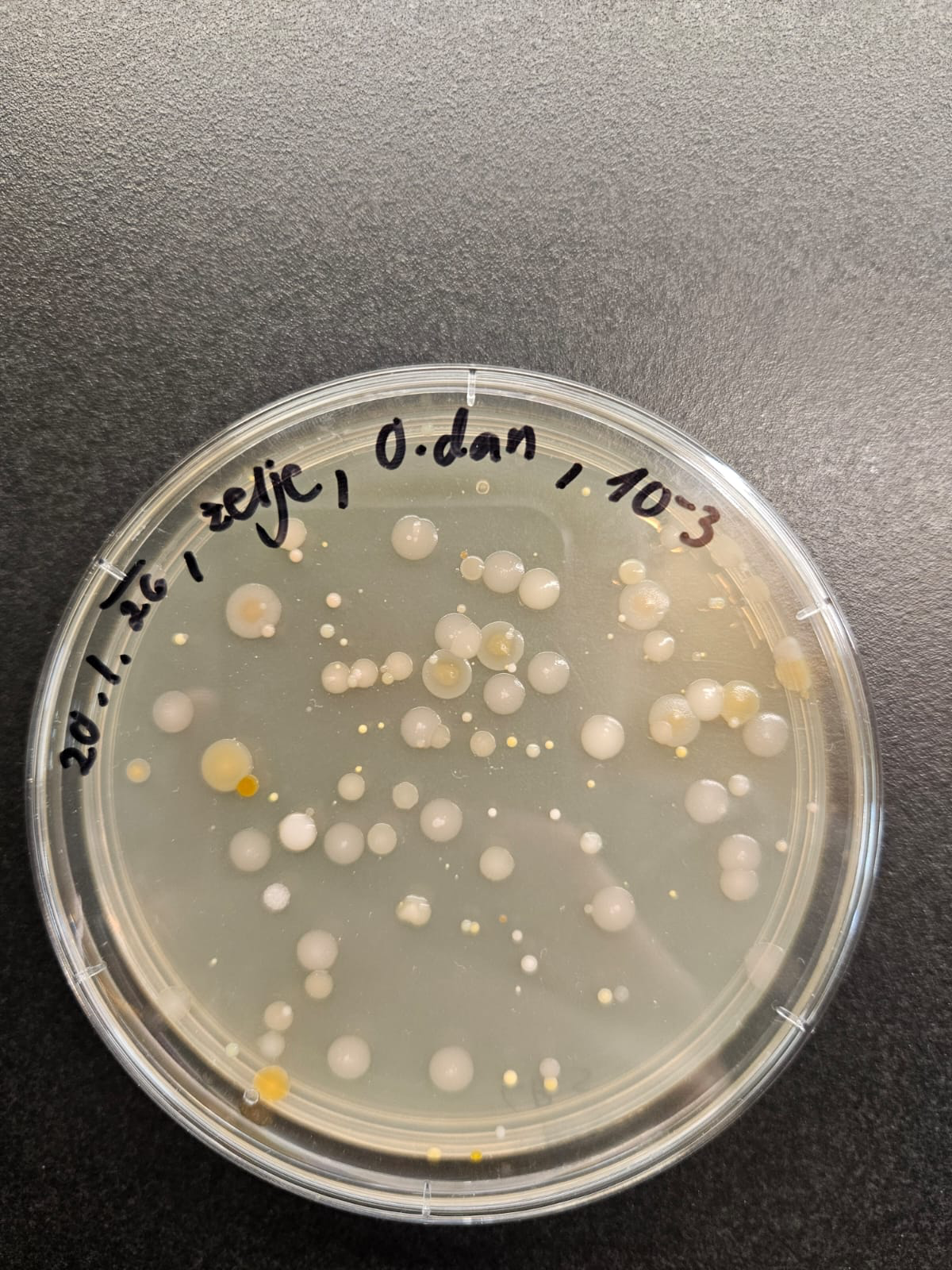 Bakterije v petrijevi posodici