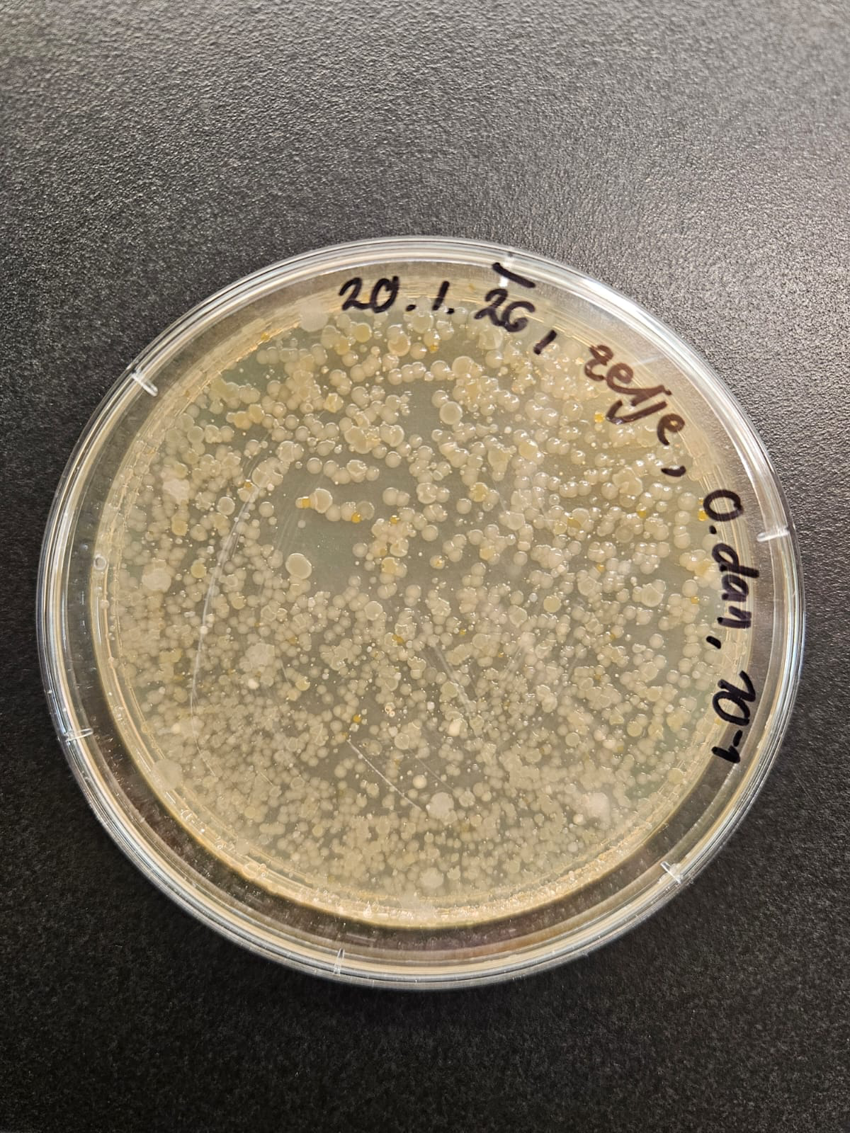 Bakterije v petrijevi posodici