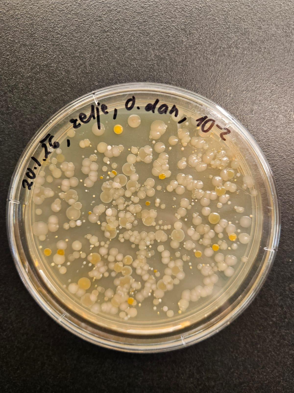 Dan 0 – bakterije