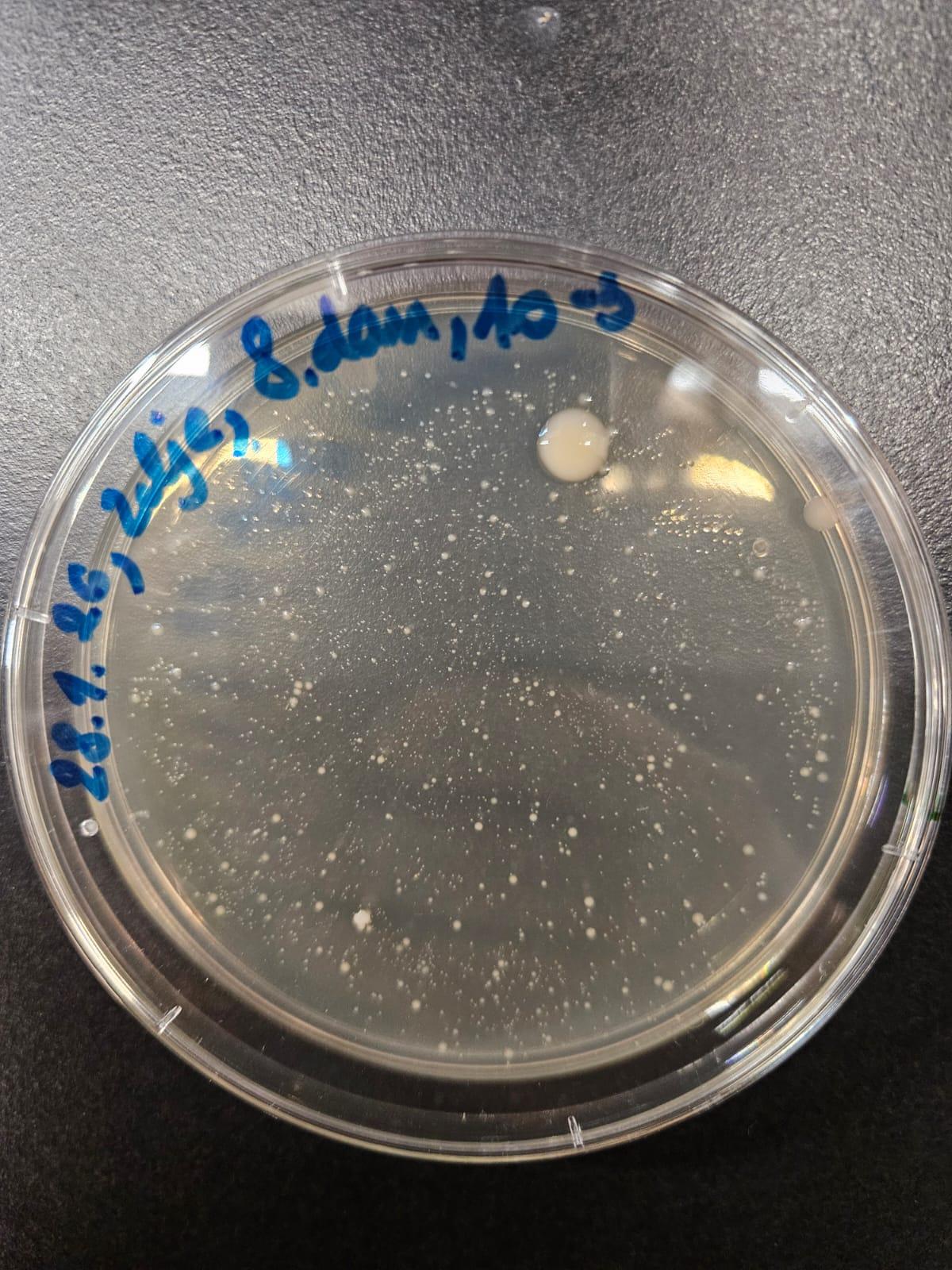 Dan 8 – 100x redčene