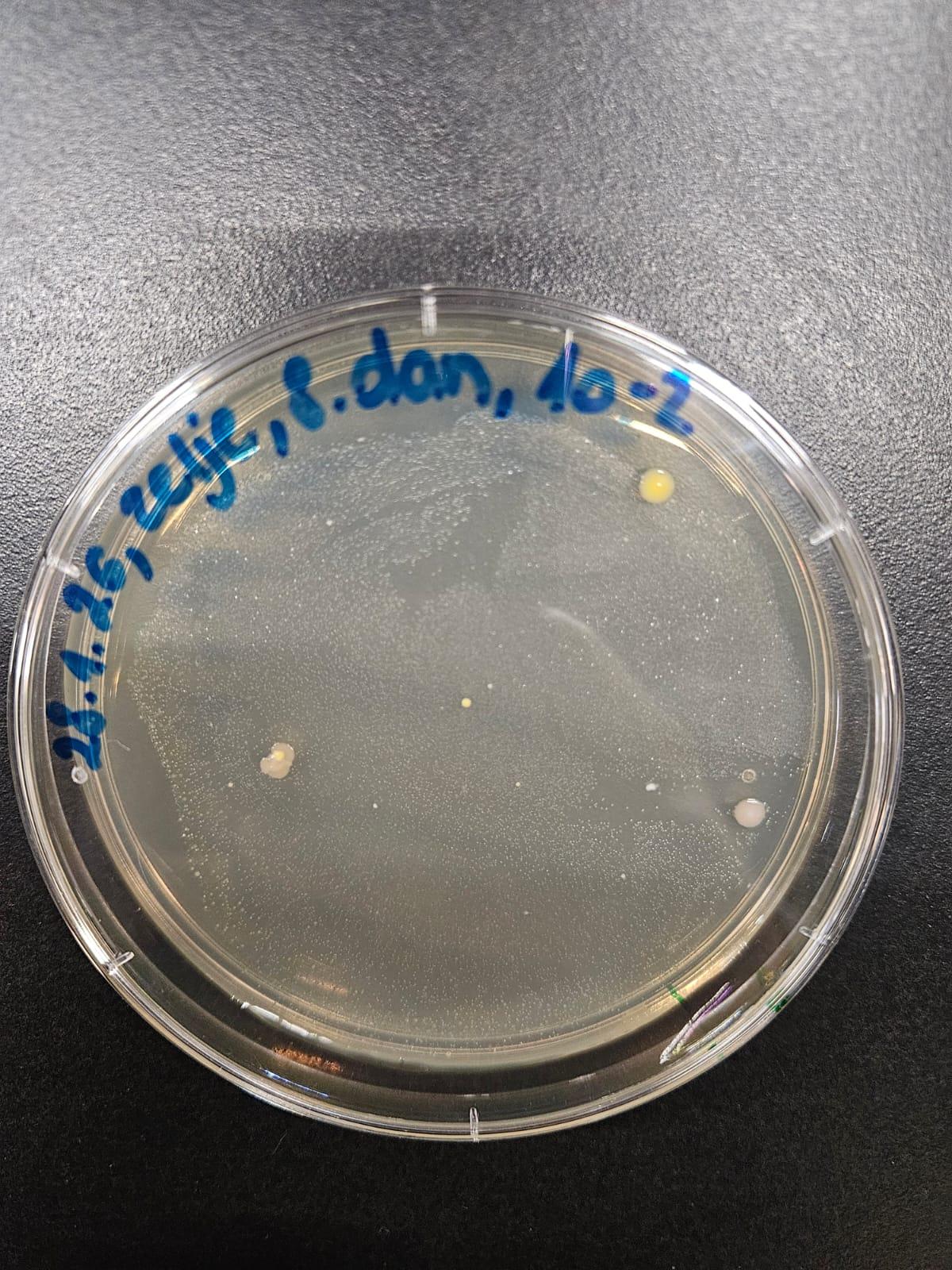 Dan 8 – 1000x redčene