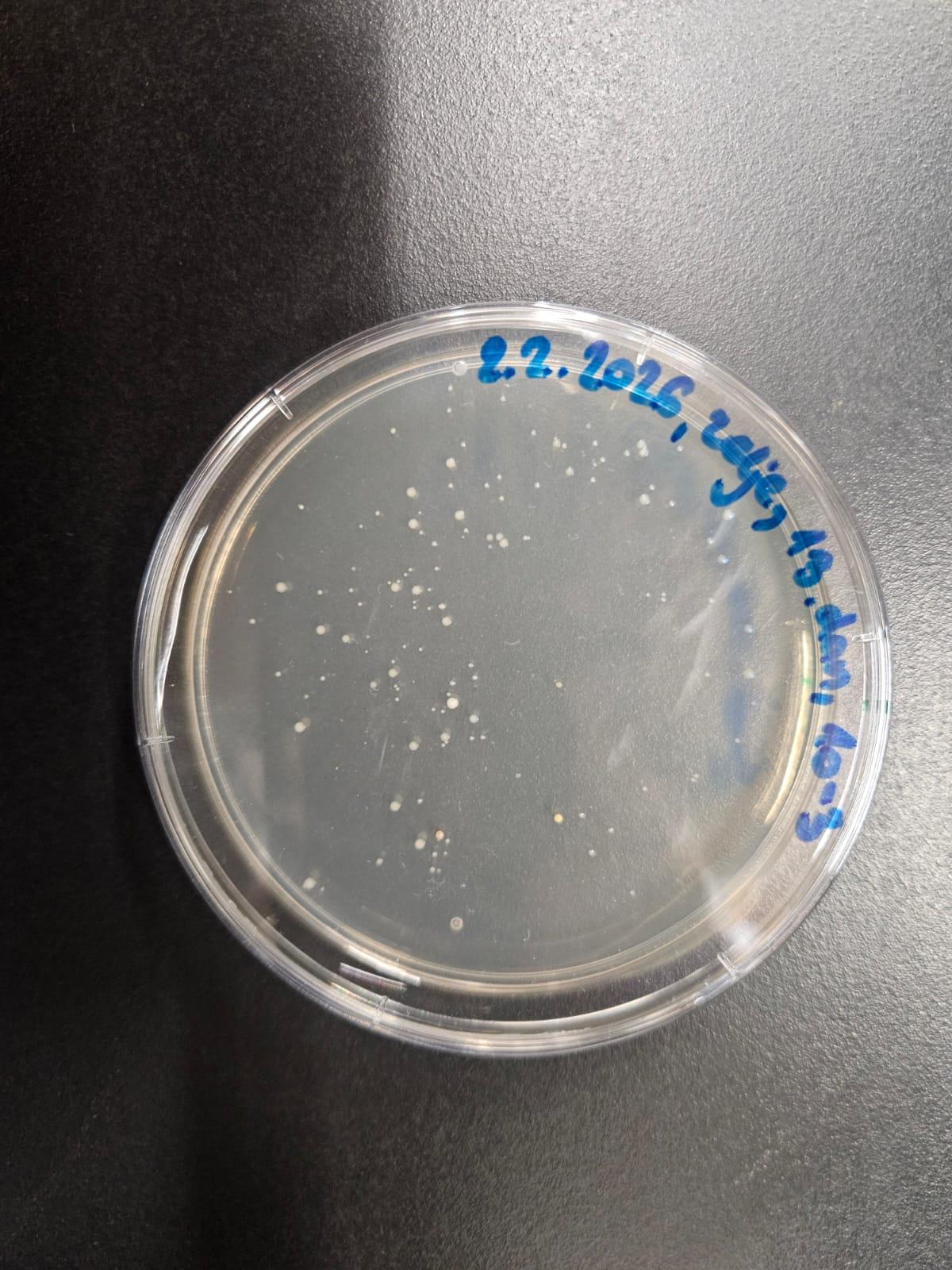 Dan 13 – 100x redčene