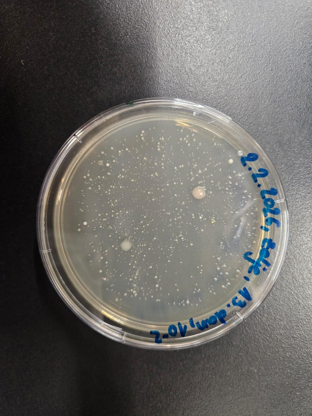 Dan 13 – 1000x redčene